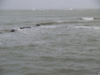 temporal_(4).JPG